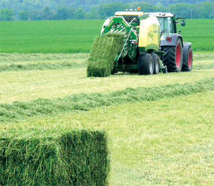 Krone